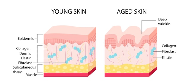 Vector concepto de envejecimiento de la piel joven infografías médicas y materiales educativos anatomía y biología de la dermis