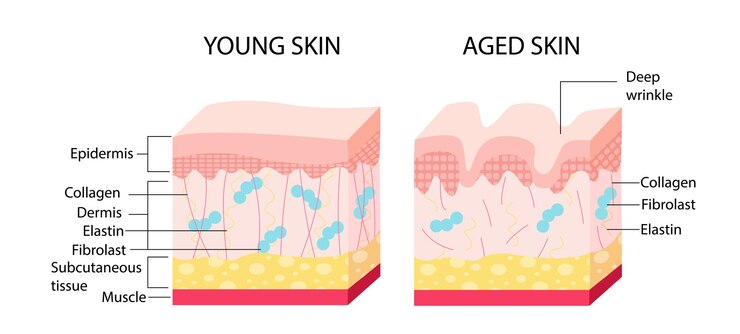 Vector concepto de envejecimiento de la piel joven infografías médicas y materiales educativos anatomía y biología de la dermis