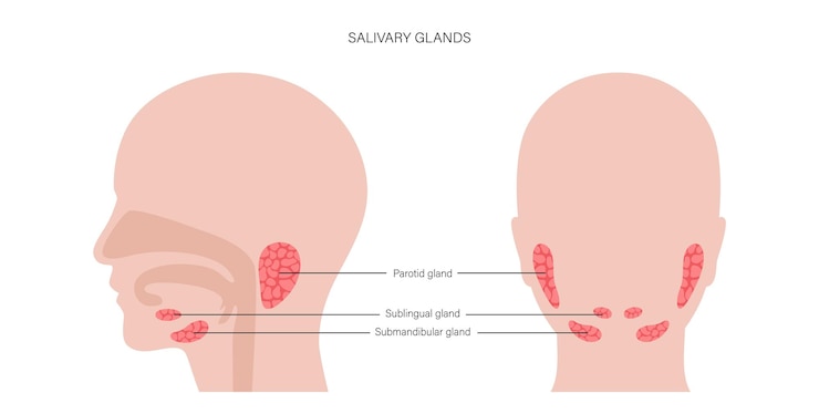 Vector concepto de glándula salival