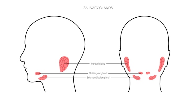 Vector concepto de glándula salival