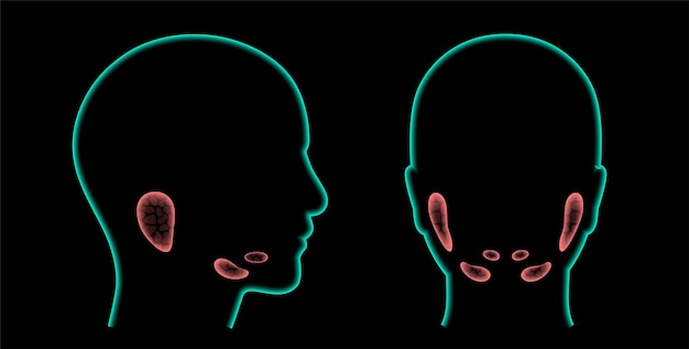 Concepto de glándula salival