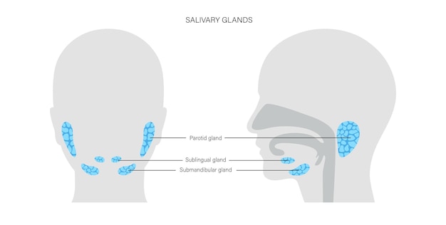 Vector concepto de glándula salival