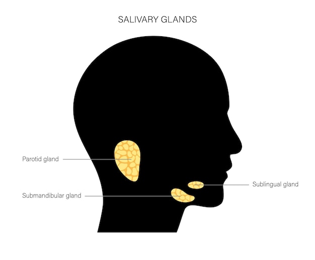 Concepto de glándula salival