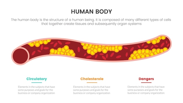 Concepto de infografía de anatomía humana de colesterol para presentación de diapositivas con información de datos de lista de 3 puntos