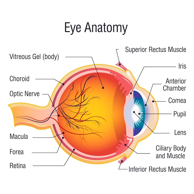 Concepto de información de anatomía del ojo, estilo de dibujos animados