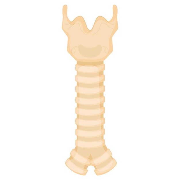 Concepto de médula espinal Diseño de vectores de esqueleto óseo Sistema de órganos Anatomía humana Partes del cuerpo humano Stock