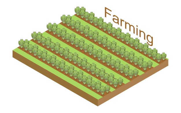 Concepto de plantación de verduras isométricas en la ilustración de vector de campo