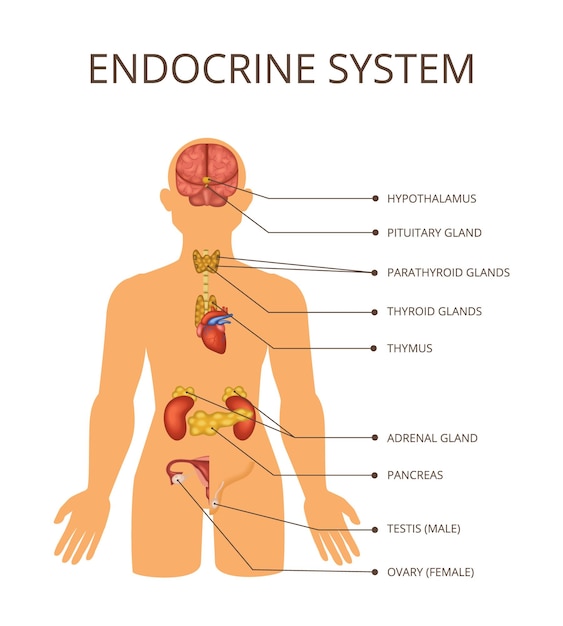 Vector concepto de sistemas de órganos del cuerpo humano