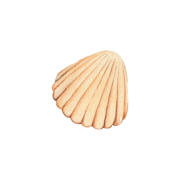 concha de acuarela beige
