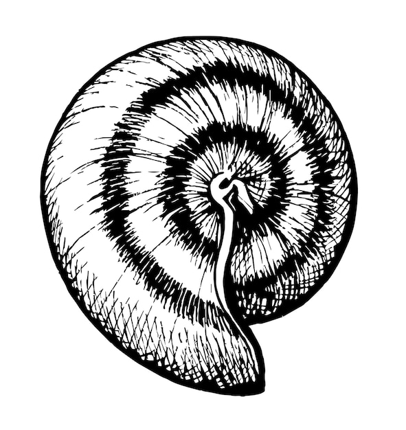 concha de caracol en estilo boceto para la decoración del menú asiático