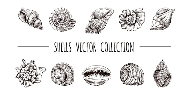 Concha de mar ammonita vieja nautilus molusco conjunto vectorial dibujo a mano