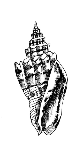Concha de mar negro estilizada. ilustración vectorial de fideos acuáticos dibujados a mano.