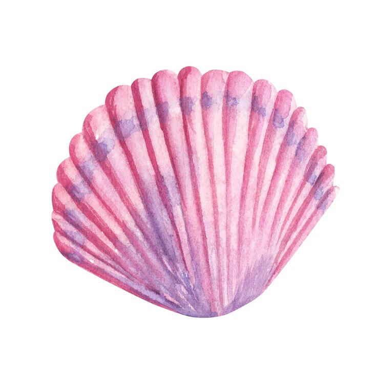 Vector concha de mar rosa