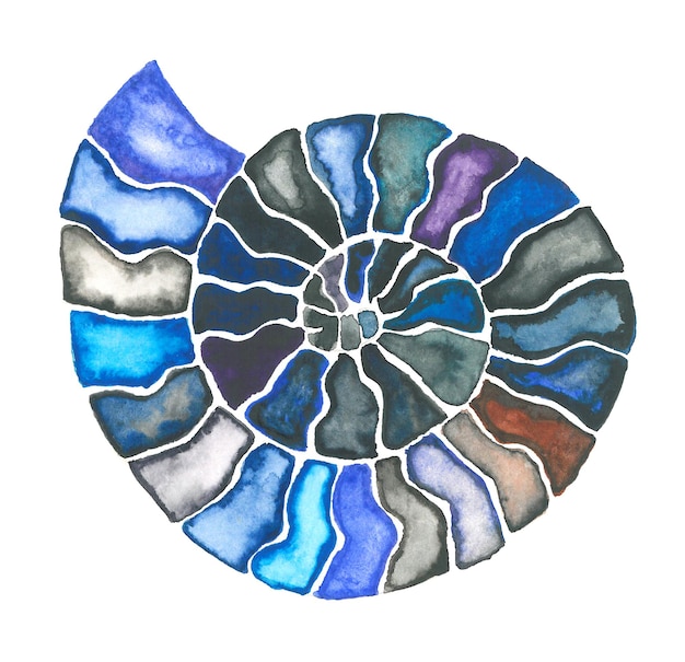 Concha de nautilus con acuarela