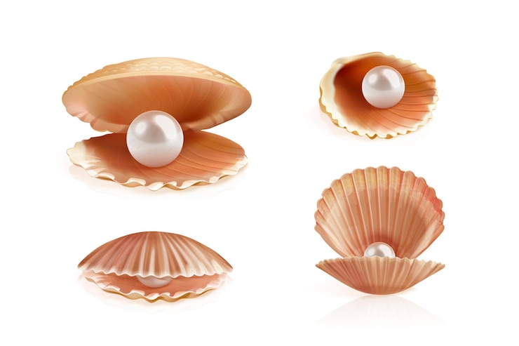 Vector concha de perla realista 3d ostras conchas de primer plano abierto cerrado concha de ostra con perlas blancas aisladas concha de concha de mar abierto vieira ilustración vectorial exacta