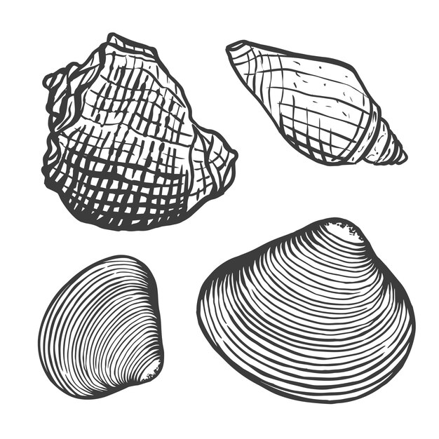 Conchas y almejas espirales