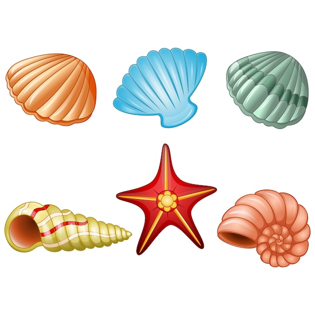 Vector conchas de mar y estrella de mar