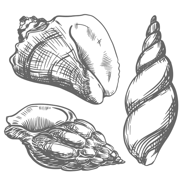 Conchas de mar sobre un fondo blanco Ilustración lineal vectorial con efecto de grabado Clipart en estilo vintage para diseño náutico