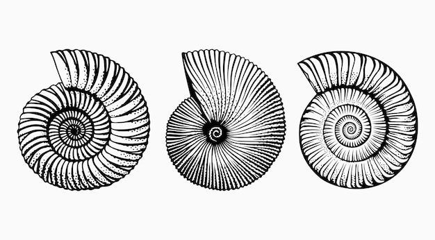 conchas de mar
