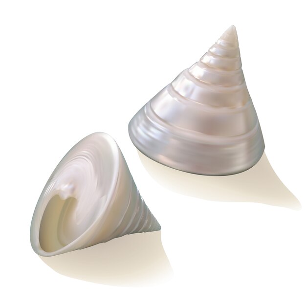 conchas de mar