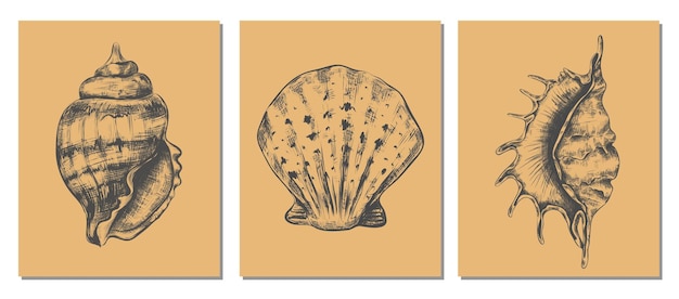 Conchas marinas dibujadas a mano en estilo boceto marino dibujando elementos aislados Decoración de arte de pared Habitante submarino náutil exótico elementos aislados decorativos Ilustración de almejas vectoriales