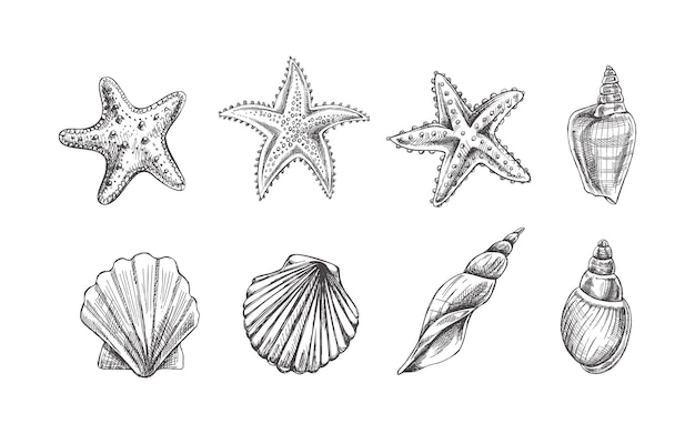 Conchas marinas Estrellas de mar vieiras conjunto de vectores de conchas marinas Ilustración de croquis dibujado a mano Colección de bocetos realistas de varias criaturas oceánicas aisladas sobre fondo blanco