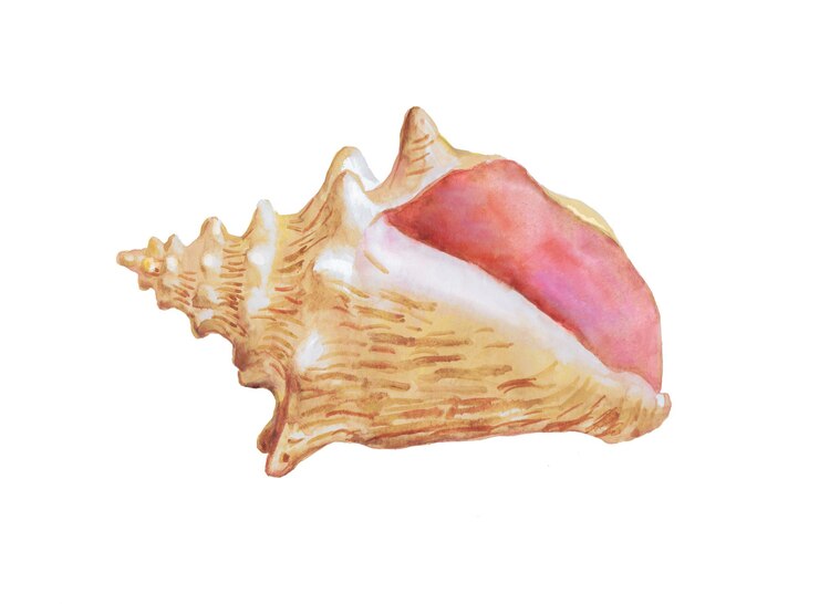 Vector conchas marinas, mariscos, conchas, ilustración acuarela