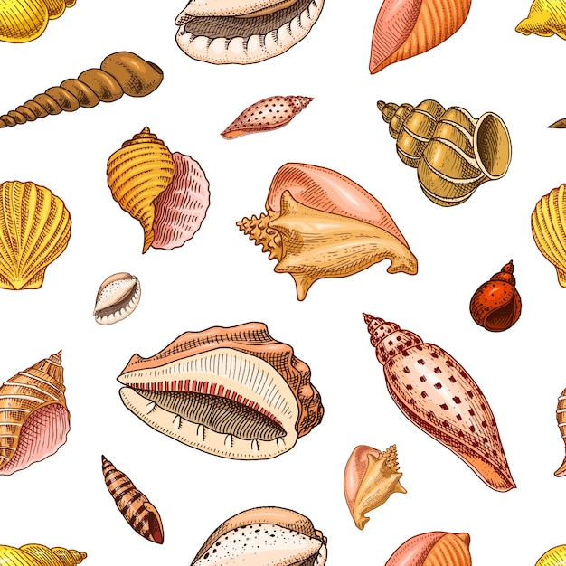 Conchas de patrones sin fisuras o moluscos de diferentes formas criaturas marinas grabadas a mano dibujadas en un viejo boceto estilo vintage monstruo náutico o marino o animales de comida en el océano