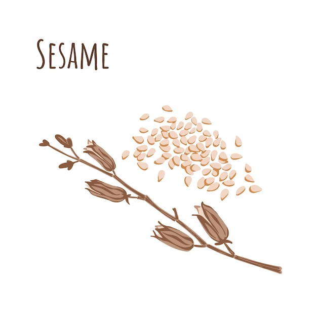 Condimento de semillas de sésamo y rama seca. ilustración vectorial