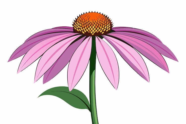 Vector coneflower rosa con centro naranja y amarillo