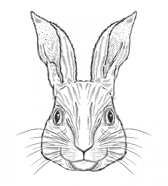 Conejo animal magia negro dibujo