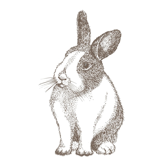 Conejo blanco con manchas negras alrededor de los ojos Asiento conejito Liebre aislado sobre fondo blanco Boceto dibujado a mano Estilo de grabado Símbolo del año nuevo chino Carácter alegre de Pascua en máscara