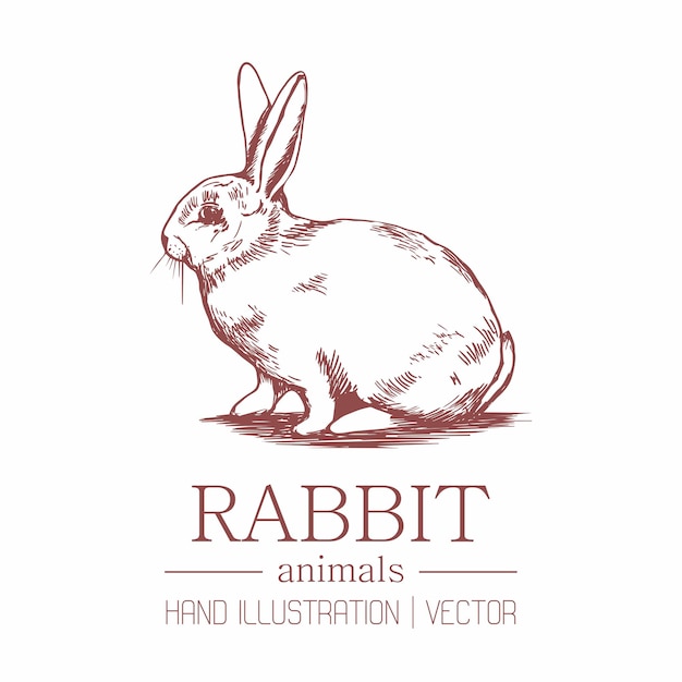 Conejo. Estilo vintage. Dibujo a mano.