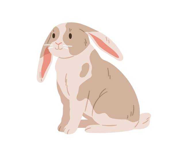 Conejo lindo de la raza lop inglesa Conejo doméstico con orejas flexibles Coney mascota con manchas Liebre adorable Ilustración vectorial plana realista aislada sobre fondo blanco
