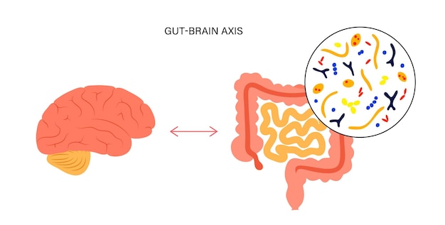 Conexión intestino-cerebro