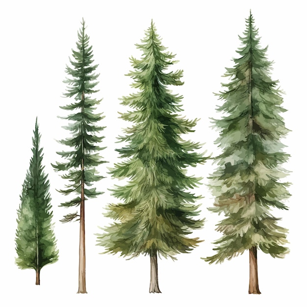 Vector coniferous_forest_watercolor_illustration_set