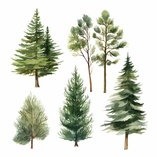 Coniferous_forest_watercolor_illustration_set