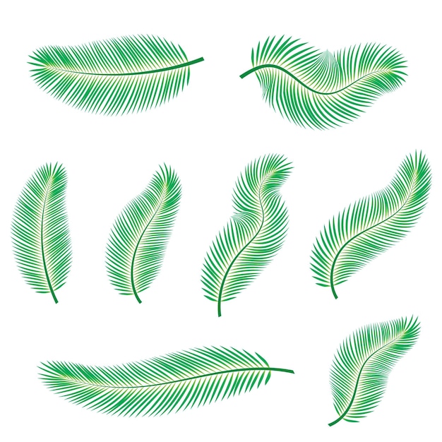 Conjunto de 8 hojas verdes de coco o palma y 8 diseños Fondo blanco con espacio de copia