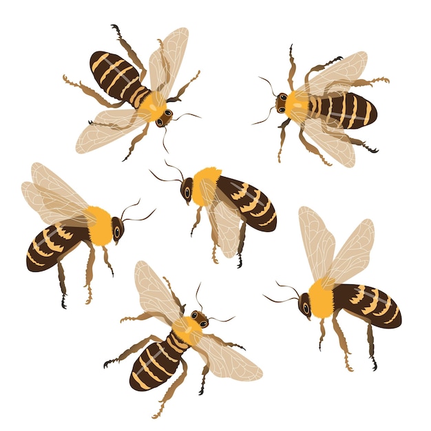 Conjunto de abejas melíferas sobre un fondo blanco desde diferentes lados Icono de abeja melífera de dibujos animados vectoriales