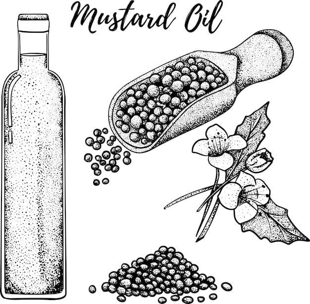 Conjunto de aceite Ilustración vectorial dibujada a mano Aceite de mostaza Uso para productos cosméticos o alimentos