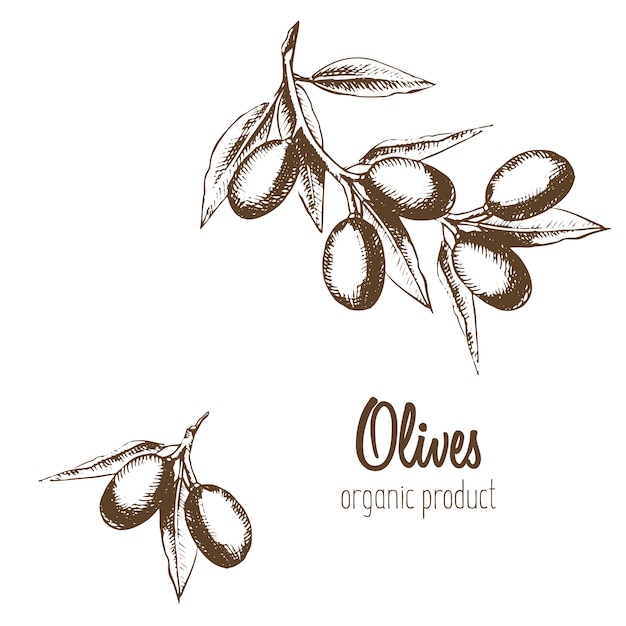 Conjunto de aceite de oliva, ramas y coronas. Producto natural. Ilustración en un boceto de estilo gráfico.