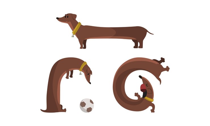 Vector conjunto de actividades para perros dachshund caracteres divertidos de mascotas marrones en varias posturas ilustración vectorial