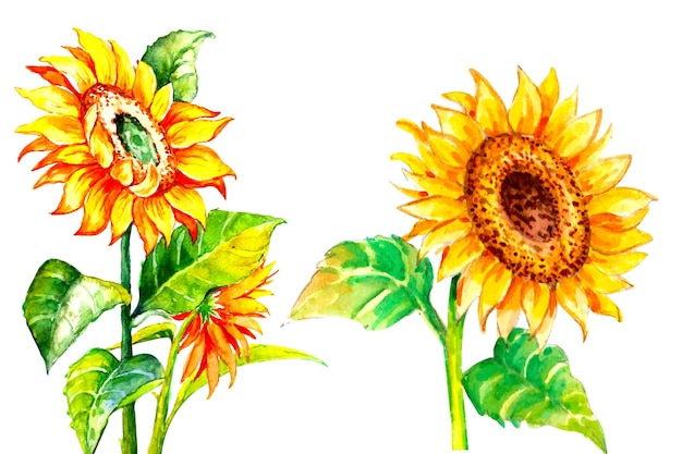 Conjunto de acuarela amarillo brillante, girasoles dibujados a mano.