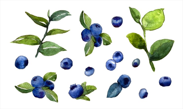 Vector conjunto de acuarela con arándanos y hojas verdes.