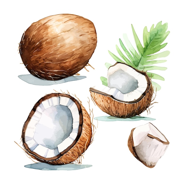 Conjunto de acuarela coco clipart fondo blanco