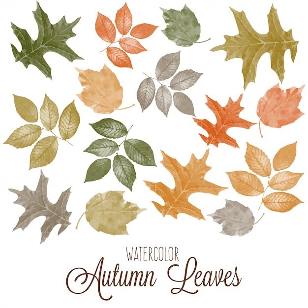 Vector conjunto de acuarela coloridas hojas de otoño