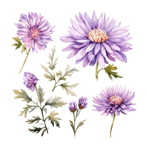 Conjunto de acuarela flor de aster aislado fondo blanco