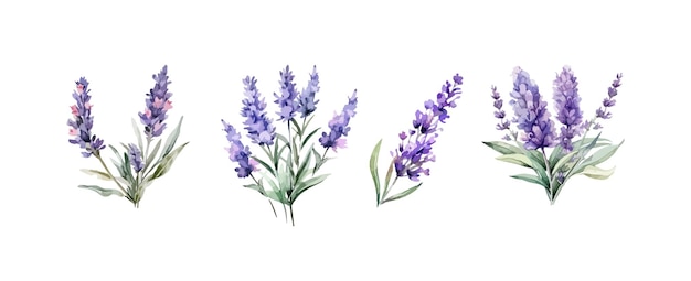 Conjunto de acuarela de flores de lavanda púrpura aislado sobre fondo blanco Ilustración vectorial