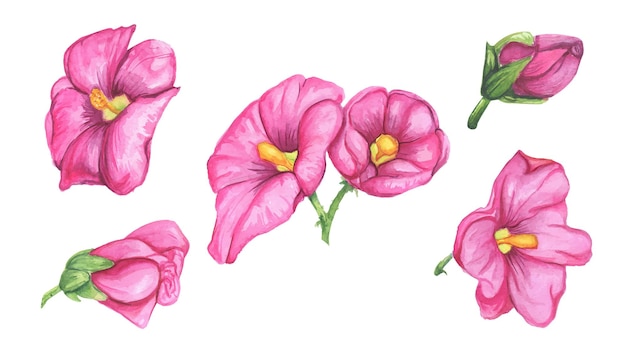Conjunto de acuarela de flores de malva elementos de diseño decorativo las flores son rosadas