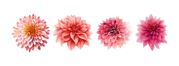 Vector conjunto de acuarela de flores rosadas de dalia colección de flores de verano o primavera aisladas en la ilustración de vector de fondo blanco